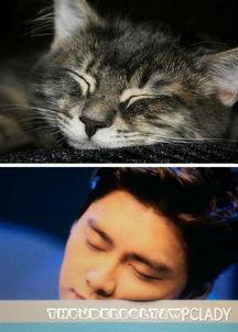 娱乐吃瓜猫嘎嘎,揭秘娱乐圈幕后趣闻